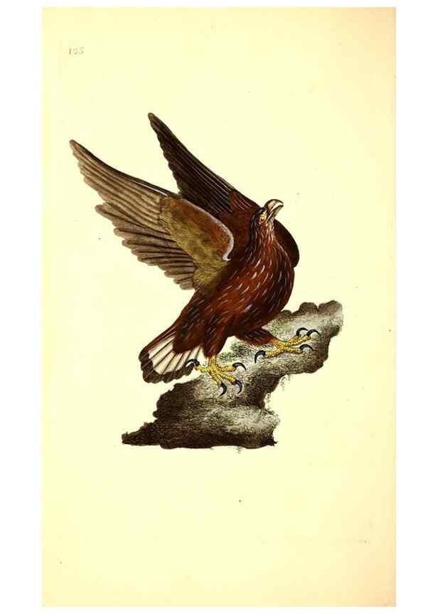 Reproducción/Reproduction 49531017808: The natural history of British birds, or, A selection of the most rare, beautiful and interesting birds which inhabit this country :. London :Printed for the author, and for F. and C. Rivington ...,1794[-1819]. 