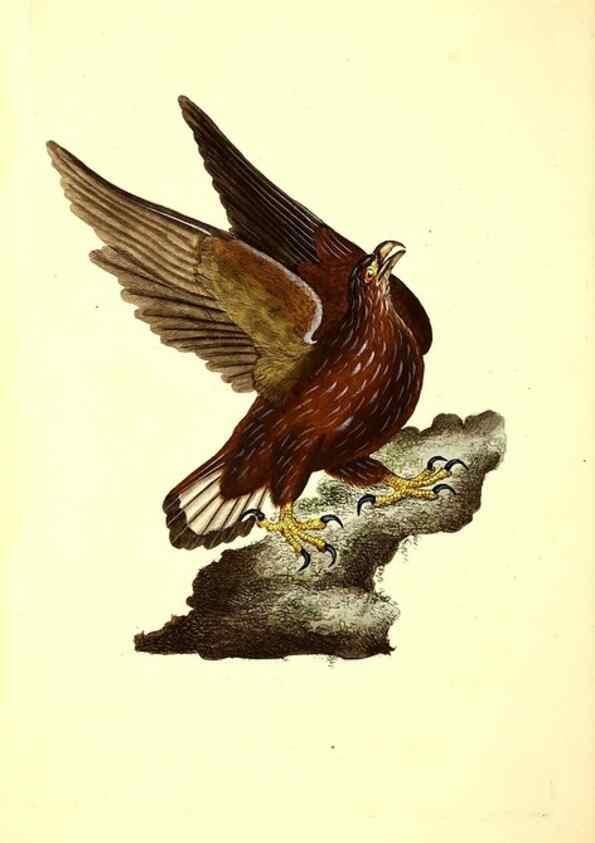 Reproducción/Reproduction 49531017808: The natural history of British birds, or, A selection of the most rare, beautiful and interesting birds which inhabit this country :. London :Printed for the author, and for F. and C. Rivington ...,1794[-1819]. 