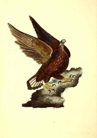 Reproducción/Reproduction 49531017808: The natural history of British birds, or, A selection of the most rare, beautiful and interesting birds which inhabit this country :. London :Printed for the author, and for F. and C. Rivington ...,1794[-1819]. 