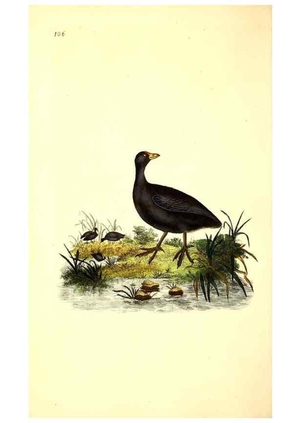 Reproducción/Reproduction 49531521921: The natural history of British birds, or, A selection of the most rare, beautiful and interesting birds which inhabit this country :. London :Printed for the author, and for F. and C. Rivington ...,1794[-1819]. 