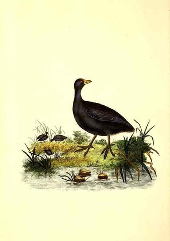 Reproducción/Reproduction 49531521921: The natural history of British birds, or, A selection of the most rare, beautiful and interesting birds which inhabit this country :. London :Printed for the author, and for F. and C. Rivington ...,1794[-1819]. 