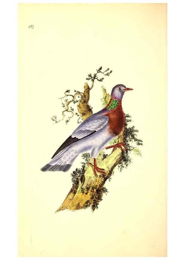 Reproducción/Reproduction 49531522176: The natural history of British birds, or, A selection of the most rare, beautiful and interesting birds which inhabit this country :. London :Printed for the author, and for F. and C. Rivington ...,1794[-1819]. 