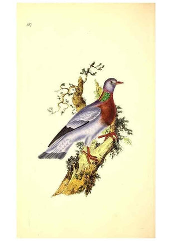 Reproducción/Reproduction 49531522176: The natural history of British birds, or, A selection of the most rare, beautiful and interesting birds which inhabit this country :. London :Printed for the author, and for F. and C. Rivington ...,1794[-1819]. 