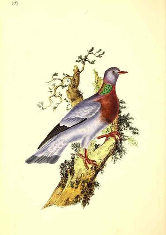 Reproducción/Reproduction 49531522176: The natural history of British birds, or, A selection of the most rare, beautiful and interesting birds which inhabit this country :. London :Printed for the author, and for F. and C. Rivington ...,1794[-1819]. 