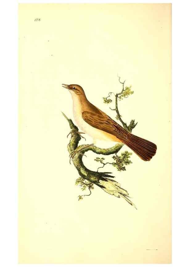 Reproducción/Reproduction 49531018393: The natural history of British birds, or, A selection of the most rare, beautiful and interesting birds which inhabit this country :. London :Printed for the author, and for F. and C. Rivington ...,1794[-1819]. 
