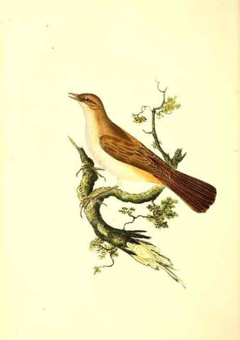 Reproducción/Reproduction 49531018393: The natural history of British birds, or, A selection of the most rare, beautiful and interesting birds which inhabit this country :. London :Printed for the author, and for F. and C. Rivington ...,1794[-1819]. 