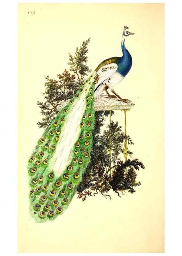 Reproducción/Reproduction 49531018678: The natural history of British birds, or, A selection of the most rare, beautiful and interesting birds which inhabit this country :. London :Printed for the author, and for F. and C. Rivington ...,1794[-1819]. 