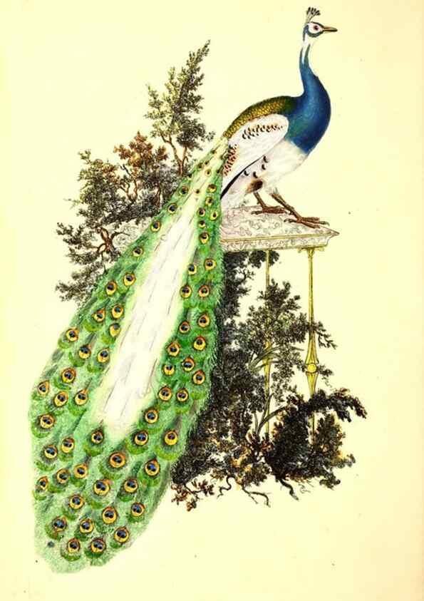 Reproducción/Reproduction 49531018678: The natural history of British birds, or, A selection of the most rare, beautiful and interesting birds which inhabit this country :. London :Printed for the author, and for F. and C. Rivington ...,1794[-1819]. 