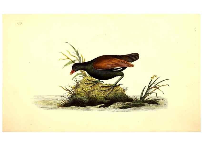 Reproducción/Reproduction 49531747197: The natural history of British birds, or, A selection of the most rare, beautiful and interesting birds which inhabit this country :. London :Printed for the author, and for F. and C. Rivington ...,1794[-1819]. 