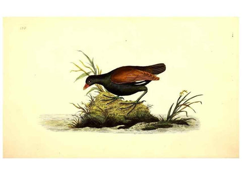 Reproducción/Reproduction 49531747197: The natural history of British birds, or, A selection of the most rare, beautiful and interesting birds which inhabit this country :. London :Printed for the author, and for F. and C. Rivington ...,1794[-1819]. 