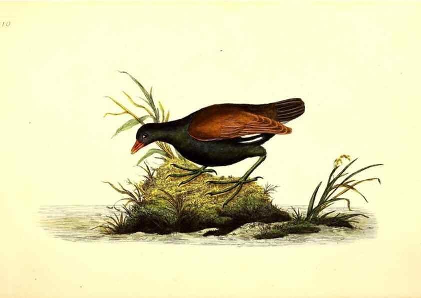 Reproducción/Reproduction 49531747197: The natural history of British birds, or, A selection of the most rare, beautiful and interesting birds which inhabit this country :. London :Printed for the author, and for F. and C. Rivington ...,1794[-1819]. 