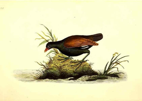 Reproducción/Reproduction 49531747197: The natural history of British birds, or, A selection of the most rare, beautiful and interesting birds which inhabit this country :. London :Printed for the author, and for F. and C. Rivington ...,1794[-1819]. 