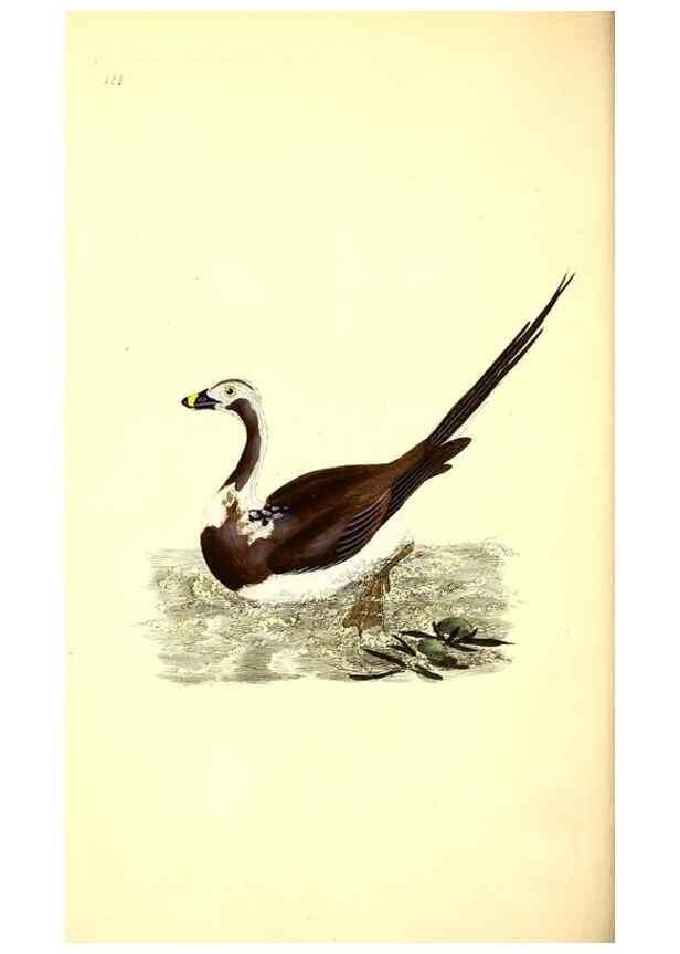 Reproducción/Reproduction 49531019233: The natural history of British birds, or, A selection of the most rare, beautiful and interesting birds which inhabit this country :. London :Printed for the author, and for F. and C. Rivington ...,1794[-1819]. 