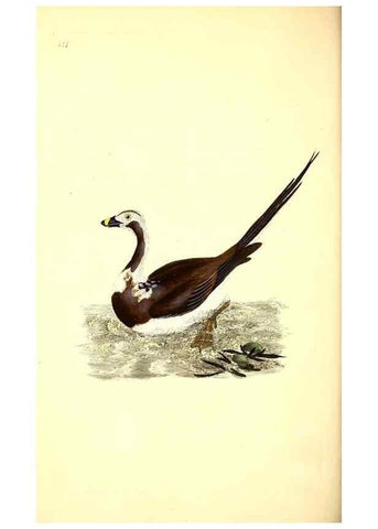 Reproducción/Reproduction 49531019233: The natural history of British birds, or, A selection of the most rare, beautiful and interesting birds which inhabit this country :. London :Printed for the author, and for F. and C. Rivington ...,1794[-1819]. 