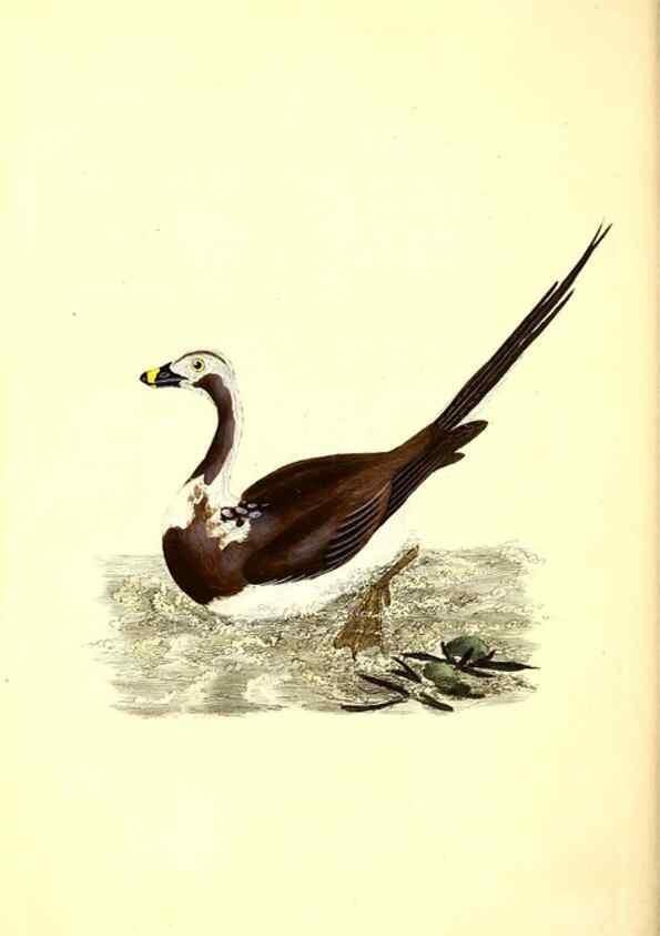 Reproducción/Reproduction 49531019233: The natural history of British birds, or, A selection of the most rare, beautiful and interesting birds which inhabit this country :. London :Printed for the author, and for F. and C. Rivington ...,1794[-1819]. 