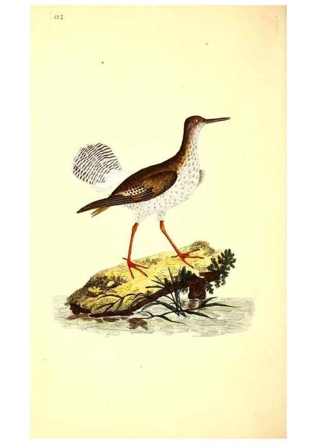 Reproducción/Reproduction 49531019593: The natural history of British birds, or, A selection of the most rare, beautiful and interesting birds which inhabit this country :. London :Printed for the author, and for F. and C. Rivington ...,1794[-1819]. 