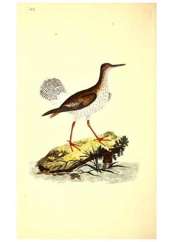 Reproducción/Reproduction 49531019593: The natural history of British birds, or, A selection of the most rare, beautiful and interesting birds which inhabit this country :. London :Printed for the author, and for F. and C. Rivington ...,1794[-1819]. 