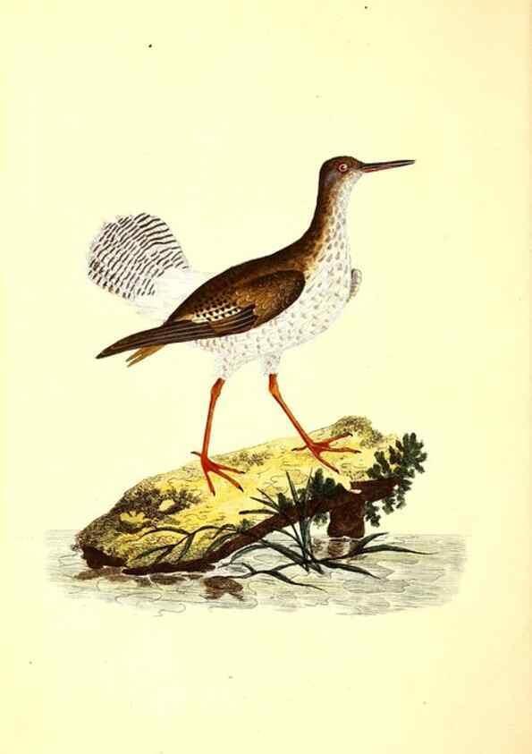 Reproducción/Reproduction 49531019593: The natural history of British birds, or, A selection of the most rare, beautiful and interesting birds which inhabit this country :. London :Printed for the author, and for F. and C. Rivington ...,1794[-1819]. 