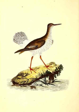 Reproducción/Reproduction 49531019593: The natural history of British birds, or, A selection of the most rare, beautiful and interesting birds which inhabit this country :. London :Printed for the author, and for F. and C. Rivington ...,1794[-1819]. 