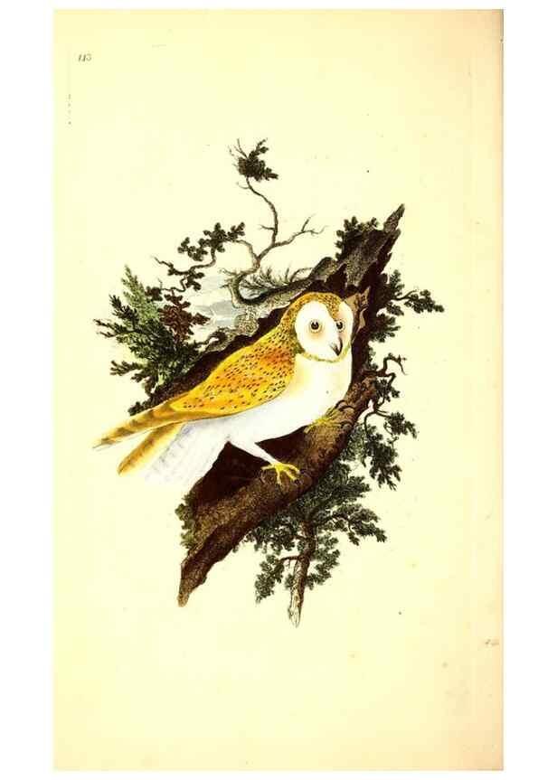Reproducción/Reproduction 49531748047: The natural history of British birds, or, A selection of the most rare, beautiful and interesting birds which inhabit this country :. London :Printed for the author, and for F. and C. Rivington ...,1794[-1819]. 