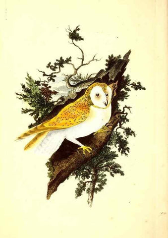 Reproducción/Reproduction 49531748047: The natural history of British birds, or, A selection of the most rare, beautiful and interesting birds which inhabit this country :. London :Printed for the author, and for F. and C. Rivington ...,1794[-1819]. 