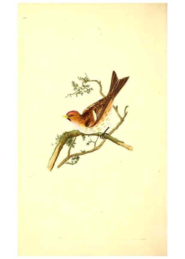 Reproducción/Reproduction 49531748292: The natural history of British birds, or, A selection of the most rare, beautiful and interesting birds which inhabit this country :. London :Printed for the author, and for F. and C. Rivington ...,1794[-1819]. 