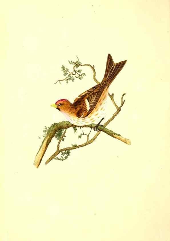 Reproducción/Reproduction 49531748292: The natural history of British birds, or, A selection of the most rare, beautiful and interesting birds which inhabit this country :. London :Printed for the author, and for F. and C. Rivington ...,1794[-1819]. 