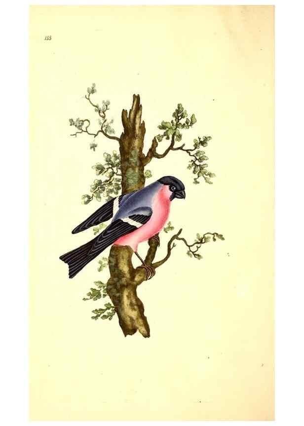 Reproducción/Reproduction 49531748532: The natural history of British birds, or, A selection of the most rare, beautiful and interesting birds which inhabit this country :. London :Printed for the author, and for F. and C. Rivington ...,1794[-1819]. 