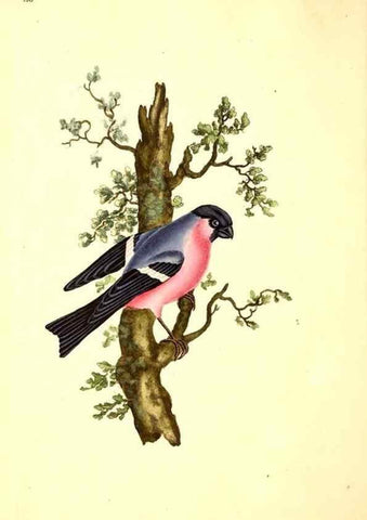 Reproducción/Reproduction 49531748532: The natural history of British birds, or, A selection of the most rare, beautiful and interesting birds which inhabit this country :. London :Printed for the author, and for F. and C. Rivington ...,1794[-1819]. 