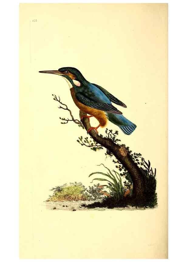 Reproducción/Reproduction 49531473701: The natural history of British birds, or, A selection of the most rare, beautiful and interesting birds which inhabit this country :. London :Printed for the author, and for F. and C. Rivington ...,1794[-1819]. 