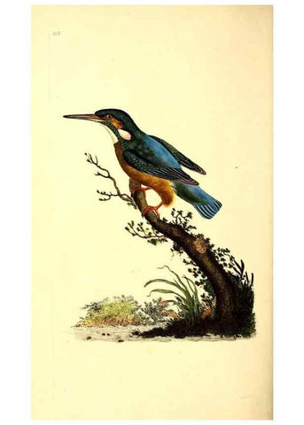 Reproducción/Reproduction 49531473701: The natural history of British birds, or, A selection of the most rare, beautiful and interesting birds which inhabit this country :. London :Printed for the author, and for F. and C. Rivington ...,1794[-1819]. 
