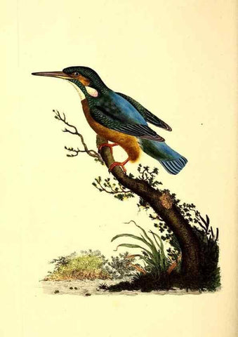 Reproducción/Reproduction 49531473701: The natural history of British birds, or, A selection of the most rare, beautiful and interesting birds which inhabit this country :. London :Printed for the author, and for F. and C. Rivington ...,1794[-1819]. 