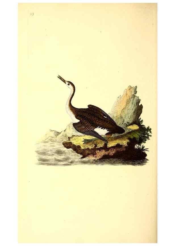 Reproducción/Reproduction 49530970063: The natural history of British birds, or, A selection of the most rare, beautiful and interesting birds which inhabit this country :. London :Printed for the author, and for F. and C. Rivington ...,1794[-1819]. 