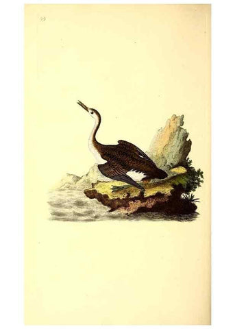 Reproducción/Reproduction 49530970063: The natural history of British birds, or, A selection of the most rare, beautiful and interesting birds which inhabit this country :. London :Printed for the author, and for F. and C. Rivington ...,1794[-1819]. 