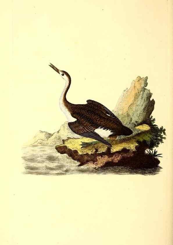 Reproducción/Reproduction 49530970063: The natural history of British birds, or, A selection of the most rare, beautiful and interesting birds which inhabit this country :. London :Printed for the author, and for F. and C. Rivington ...,1794[-1819]. 