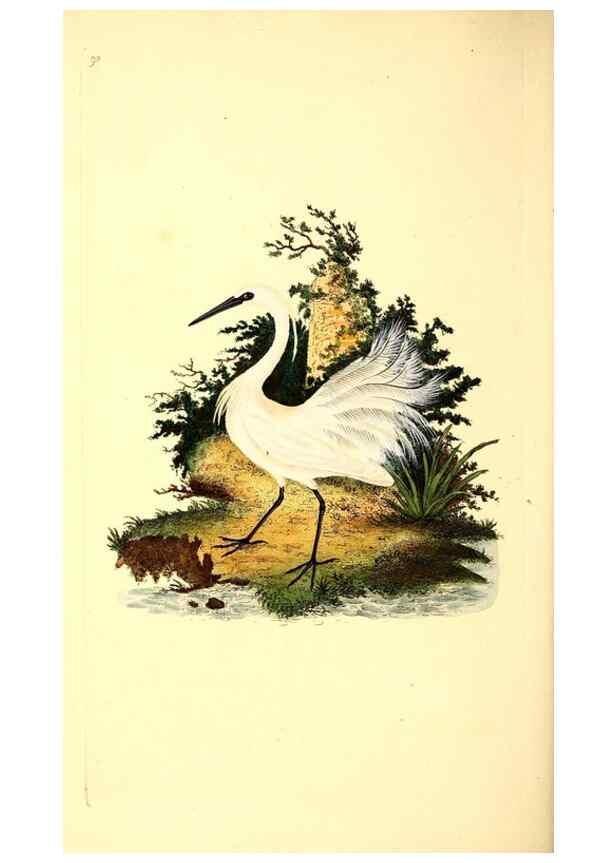 Reproducción/Reproduction 49531473166: The natural history of British birds, or, A selection of the most rare, beautiful and interesting birds which inhabit this country :. London :Printed for the author, and for F. and C. Rivington ...,1794[-1819]. 
