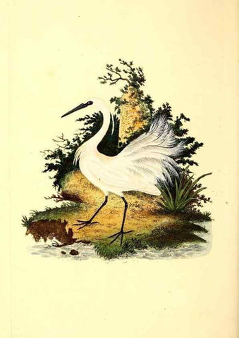 Reproducción/Reproduction 49531473166: The natural history of British birds, or, A selection of the most rare, beautiful and interesting birds which inhabit this country :. London :Printed for the author, and for F. and C. Rivington ...,1794[-1819]. 