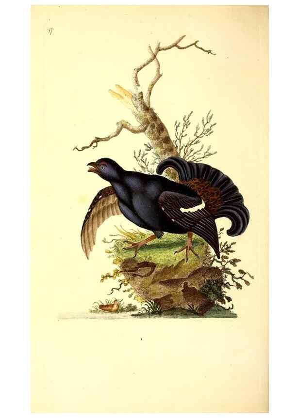 Reproducción/Reproduction 49530969548: The natural history of British birds, or, A selection of the most rare, beautiful and interesting birds which inhabit this country :. London :Printed for the author, and for F. and C. Rivington ...,1794[-1819]. 