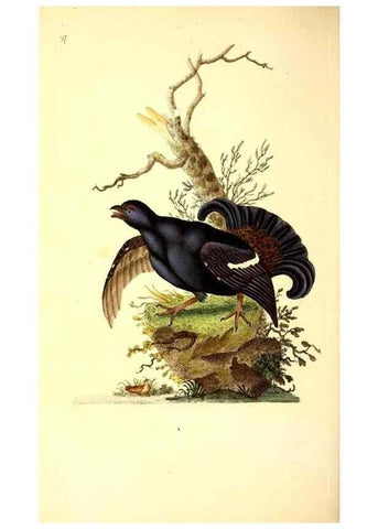 Reproducción/Reproduction 49530969548: The natural history of British birds, or, A selection of the most rare, beautiful and interesting birds which inhabit this country :. London :Printed for the author, and for F. and C. Rivington ...,1794[-1819]. 