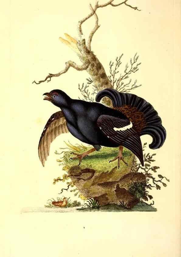 Reproducción/Reproduction 49530969548: The natural history of British birds, or, A selection of the most rare, beautiful and interesting birds which inhabit this country :. London :Printed for the author, and for F. and C. Rivington ...,1794[-1819]. 