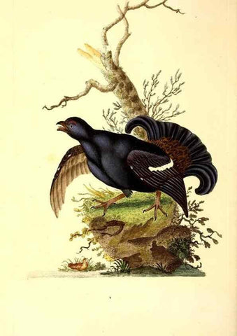 Reproducción/Reproduction 49530969548: The natural history of British birds, or, A selection of the most rare, beautiful and interesting birds which inhabit this country :. London :Printed for the author, and for F. and C. Rivington ...,1794[-1819]. 