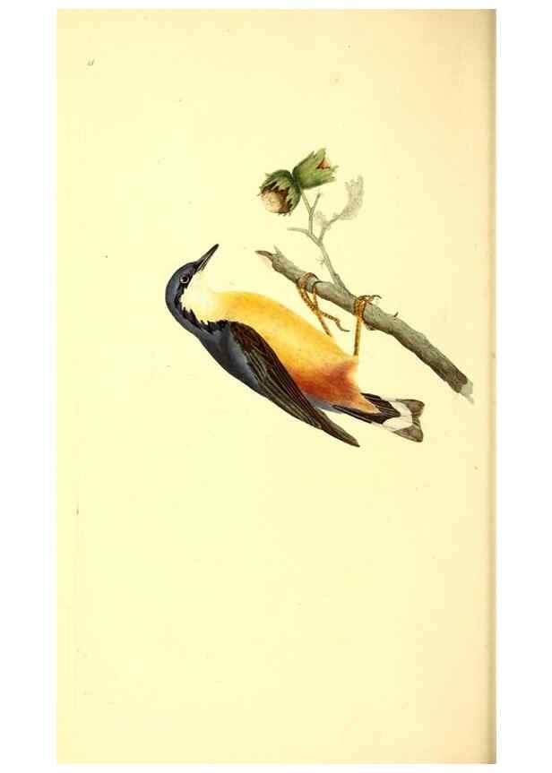 Reproducción/Reproduction 49531692702: The natural history of British birds, or, A selection of the most rare, beautiful and interesting birds which inhabit this country :. London :Printed for the author, and for F. and C. Rivington ...,1794[-1819]. 