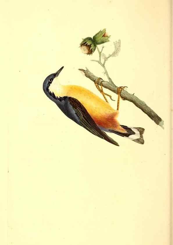 Reproducción/Reproduction 49531692702: The natural history of British birds, or, A selection of the most rare, beautiful and interesting birds which inhabit this country :. London :Printed for the author, and for F. and C. Rivington ...,1794[-1819]. 