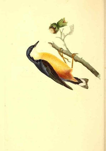 Reproducción/Reproduction 49531692702: The natural history of British birds, or, A selection of the most rare, beautiful and interesting birds which inhabit this country :. London :Printed for the author, and for F. and C. Rivington ...,1794[-1819]. 