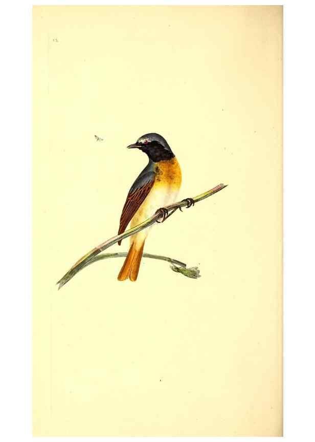 Reproducción/Reproduction 49530965918: The natural history of British birds, or, A selection of the most rare, beautiful and interesting birds which inhabit this country :. London :Printed for the author, and for F. and C. Rivington ...,1794[-1819]. 