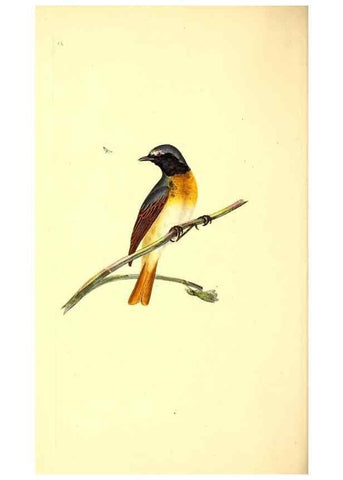 Reproducción/Reproduction 49530965918: The natural history of British birds, or, A selection of the most rare, beautiful and interesting birds which inhabit this country :. London :Printed for the author, and for F. and C. Rivington ...,1794[-1819]. 