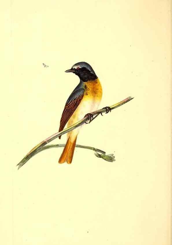 Reproducción/Reproduction 49530965918: The natural history of British birds, or, A selection of the most rare, beautiful and interesting birds which inhabit this country :. London :Printed for the author, and for F. and C. Rivington ...,1794[-1819]. 