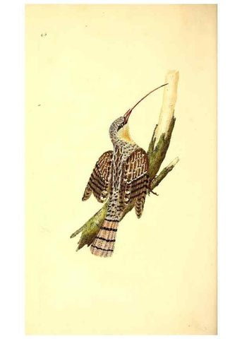 Reproducción/Reproduction 49531469431: The natural history of British birds, or, A selection of the most rare, beautiful and interesting birds which inhabit this country :. London :Printed for the author, and for F. and C. Rivington ...,1794[-1819]. 