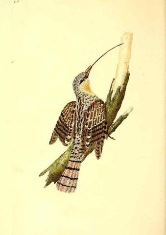 Reproducción/Reproduction 49531469431: The natural history of British birds, or, A selection of the most rare, beautiful and interesting birds which inhabit this country :. London :Printed for the author, and for F. and C. Rivington ...,1794[-1819]. 
