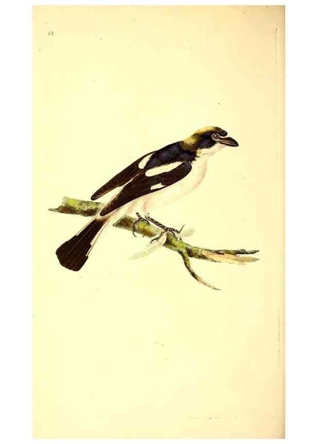 Reproducción/Reproduction 49531693497: The natural history of British birds, or, A selection of the most rare, beautiful and interesting birds which inhabit this country :. London :Printed for the author, and for F. and C. Rivington ...,1794[-1819]. 